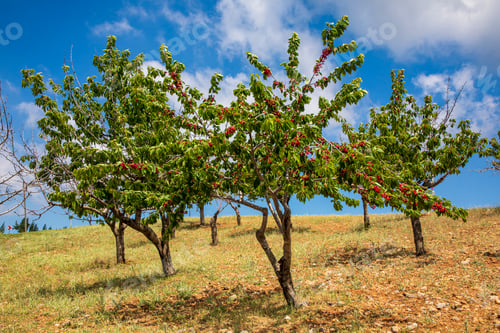 Preview: Cherries hanging on a cherry tree branch