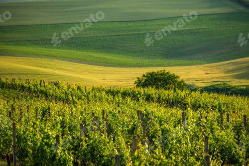 Preview: Agriculture fields with crop and vineyards at summer.