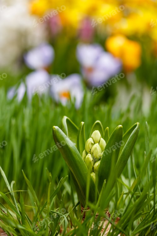 Preview: White hyacinth bud