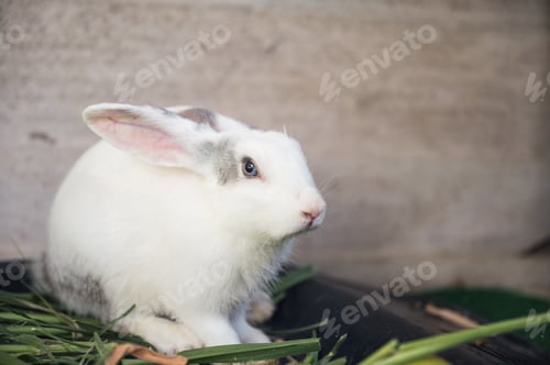 Preview: Young white and grey rabbit on grass in garden