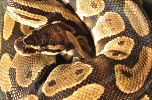 Preview: Detailed closeup of a ball python skin pattern