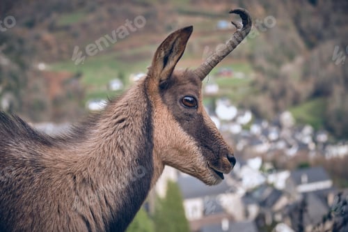 Preview: Goat on hill near village