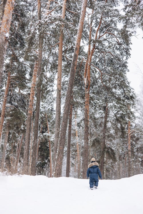 Preview: Rear view of little boy walking in snowy forest. Child having fun outdoors in winter