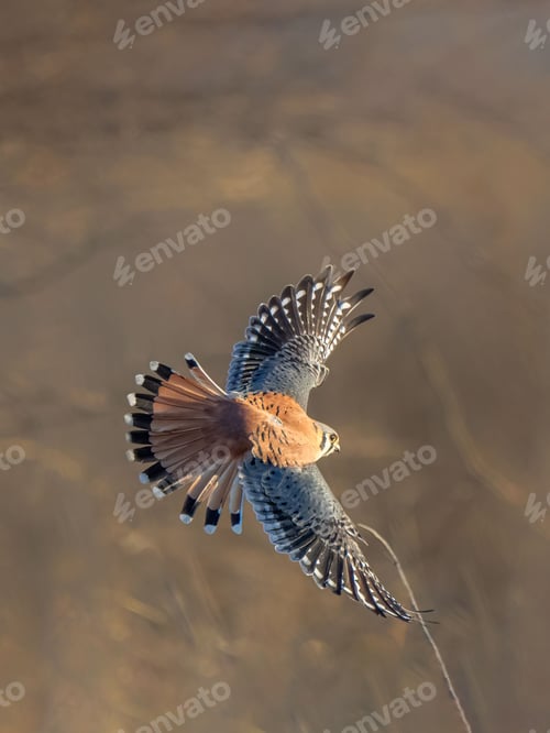 Preview: Beautiful red-footed falcon is captured in mid-flight, wings spread wide
