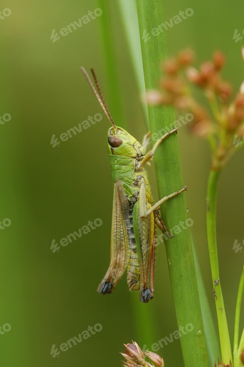 Preview: Vertical closeup of meadow grasshopper on green plant stem
