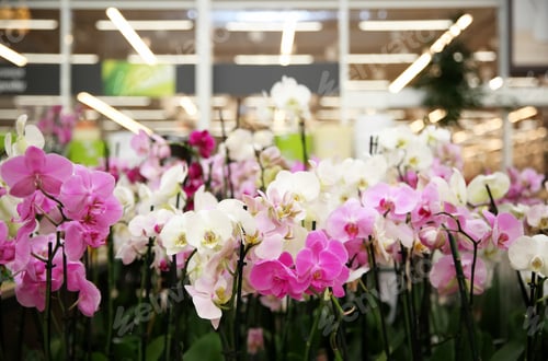 Preview: Assortment of beautiful orchid flowers at floral shop