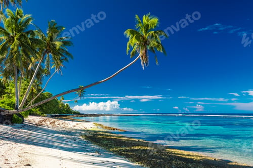 Preview: Tropical beach on south side of Samoa Island with coconut palm trees