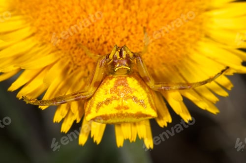 Preview: Spider Crab (Thomisus Onustus)
