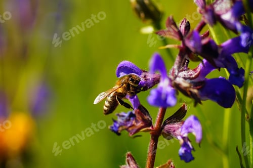 Preview: A honey bee visits a sage flower.
