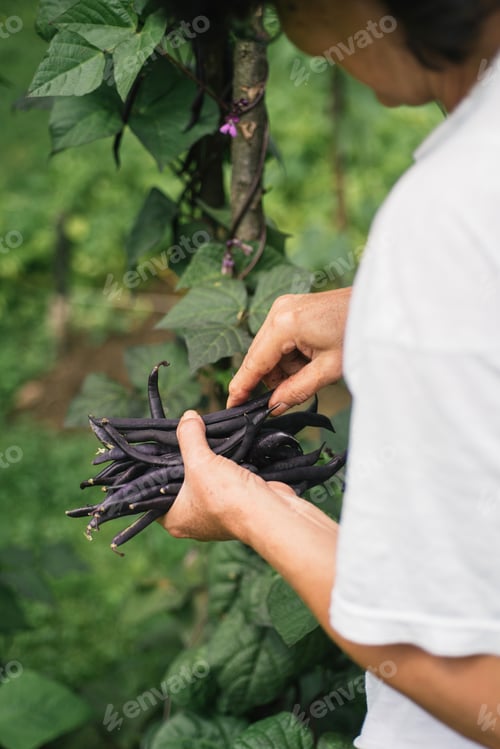 Preview: String beans