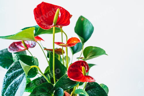 Preview: Anthurium flower care, flowering, growth at home