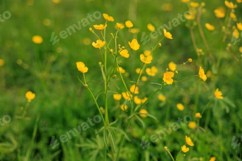 Preview: Yellow wildflowers.