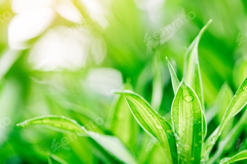 Preview: Closeup nature view of green leaf on blurred greenery background