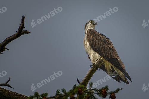 Preview: Beautiful view of a mature osprey perched on the tree branch