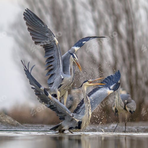 Preview: Two Grey herons fighting
