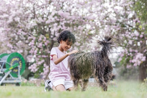 Preview: A joyful child kneels on the grass, petting a playful dog under blooming cherry blossom trees.