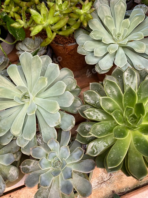 Preview: Succulents in Pots on a Wooden Surface