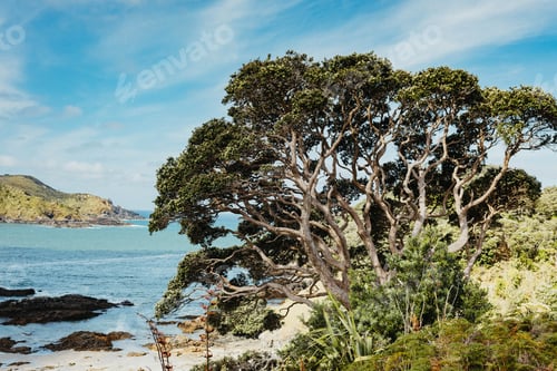 Preview: Stunning view of trees and water by the beach