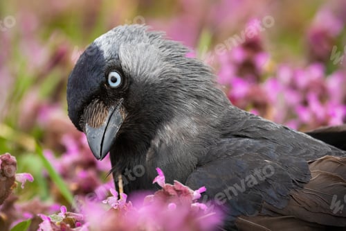 Preview: Portrait of western jackdaw looking in flowers in summer