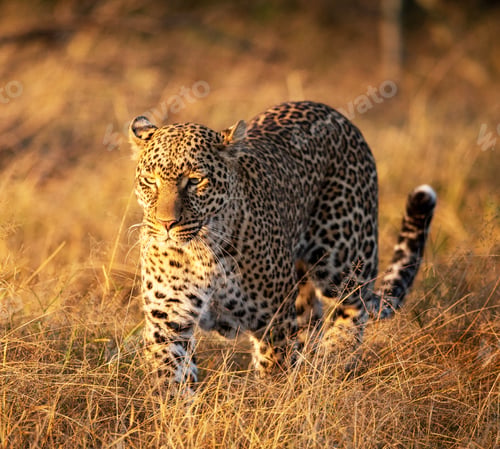 Preview: A Beautiful Botswana Wildlife Place in the World in Picture