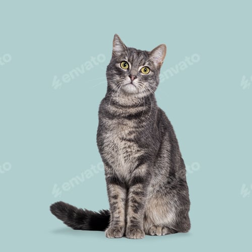 Preview: European shorthair cat sitting and looking curious on a light green background