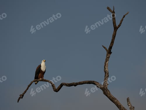 Preview: A Fish Eagle, Haliaeetus vocifer, perched on a dead tree.
