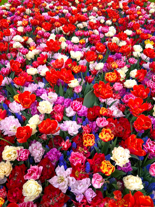 Preview: Plenty of colorful tulips on spring flowerbed in Keukenhof park in Netherlands