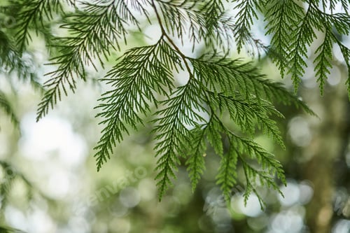 Preview: Western red cedar tree branch foliage close up with green bokeh forest background