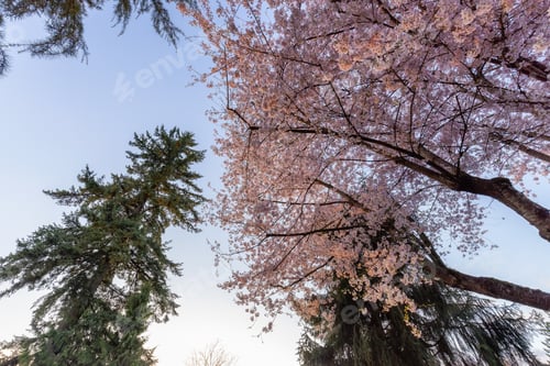 Preview: Cherry Blossoms in a residential neighborhood.