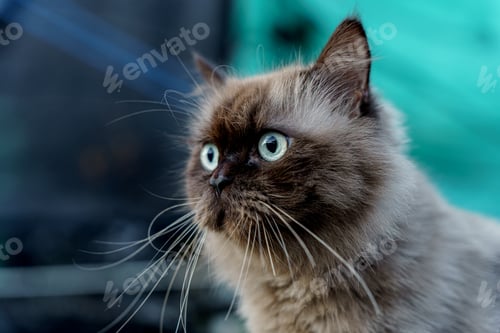 Preview: Persian cat sitting on concrete floor and look straight alone emotion.