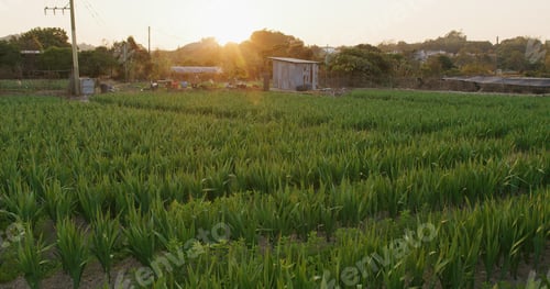 Preview: Gladiolus farm with sunlight in countryside