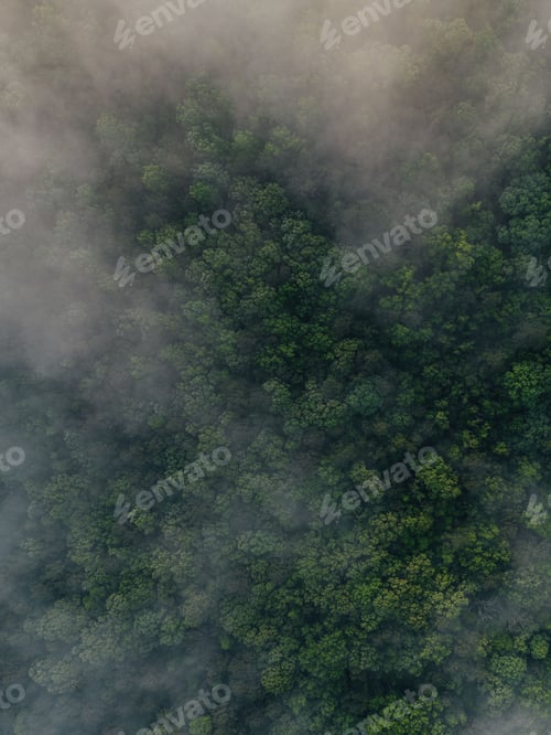 Preview: Aerial view of a lush and dense forest surrounded by a layer of morning fog