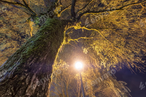 Preview: Big willow tree branch with light bulb shine
