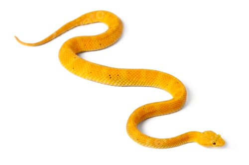 Preview: Yellow Eyelash Viper - Bothriechis schlegelii, poisonous, white background