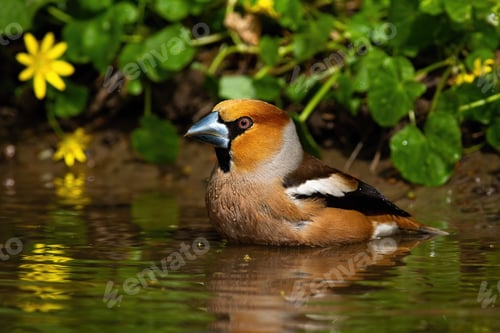 Preview: Male hawfinch standing in lake and cleaning feathers with water