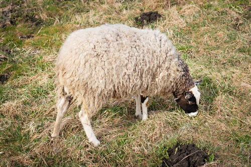 Preview: A close-up image of a sheep grazing on grass in a rural pasture, highlighting its wooly coat
