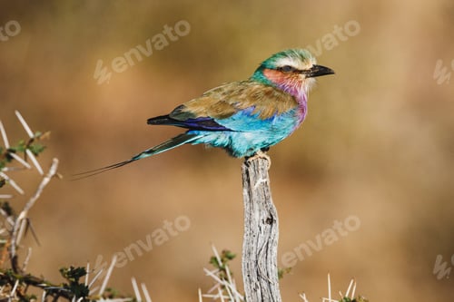 Preview: Animals in the wild - Lilac-breasted roller in Samburu National Reserve, North Kenya