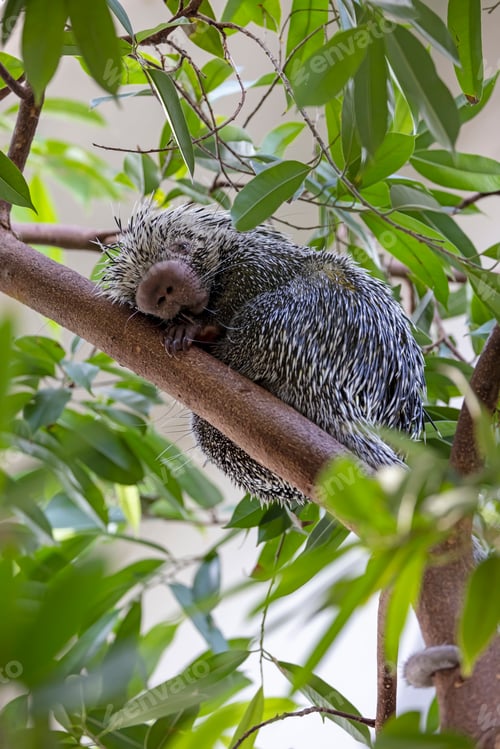 Preview: close up shot of a cute Brazilian porcupine (Coendou prehensilis)