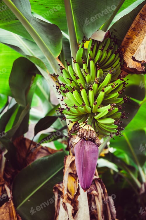 Preview: Banana fruits hanging from the palm. Trekking route in Paul valley. Santo Antao, Cape Verde