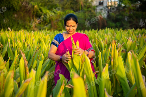 Preview: Woman observing in green turmeric agriculture field.