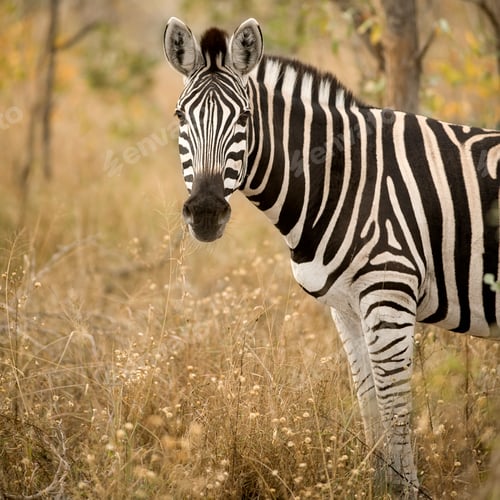 Preview: Zebra in the bush