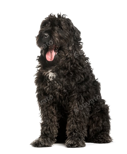 Preview: Bouvier des Flandres sitting against white background
