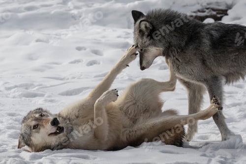 Preview: wolf, pack, togetherness, group, wilderness
