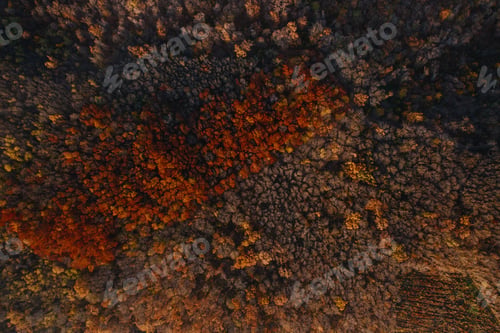 Preview: Aerial view of a Beautiful autumn landscape with colorful forest trees. Wallpaper Earth environment