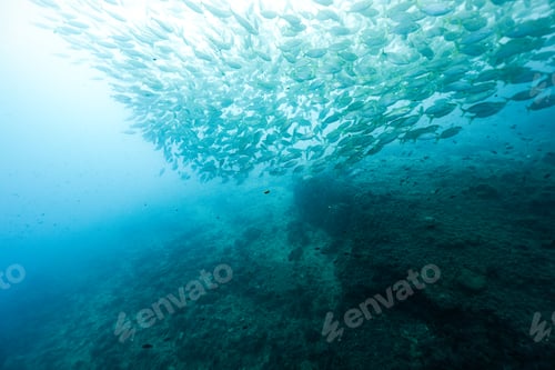 Preview: Selma porgy fish Sarpa salpa underwater in the Mediterranean Sea