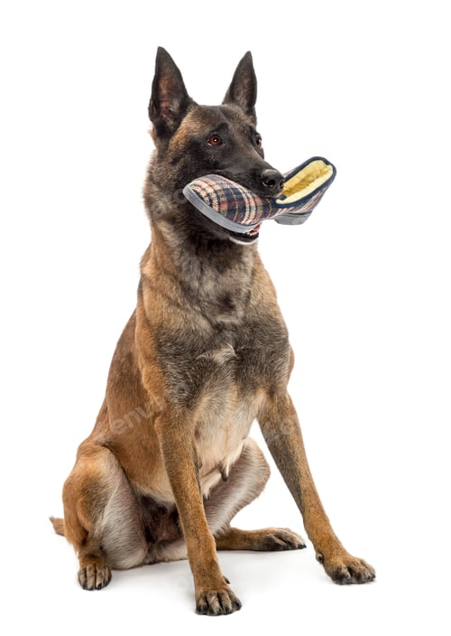 Preview: Belgian Shepherd sitting and holding a slipper in against white background