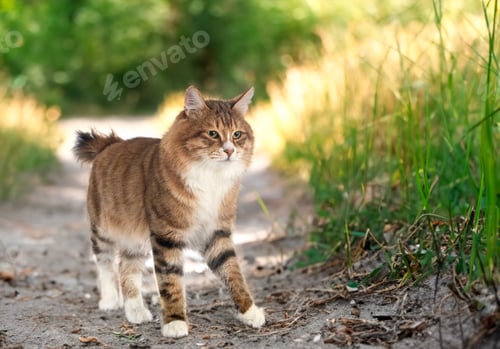 Preview: Kurilian Bobtail in nature