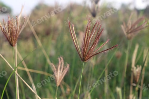 Preview: Soft focus of red finger grass flowers at a field