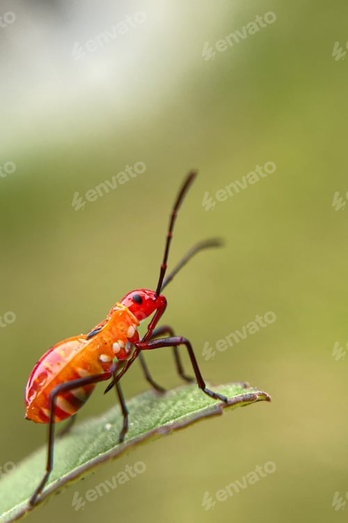 Preview: Baby Dysdercus cingulatus on leaf