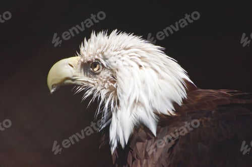 Preview: NOMINATED North American Bald Eagle